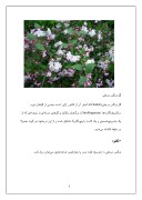 دانلود مقاله گل میخک - گلی با رنگهای زیاد صفحه 6 