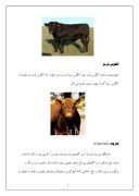 دانلود مقاله در مورد نژادهای گاو گوشتی که مشهور نیستند بدانیم صفحه 5 
