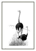 دانلود مقاله تاریخچه شتر مرغ صفحه 8 