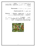 دانلود مقاله درمورد مشخصات تیره عناب Rhamnaceae صفحه 3 