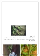 دانلود مقاله درمورد گیاه کاسنی صفحه 3 