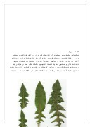 دانلود مقاله درمورد گیاه کاسنی صفحه 4 