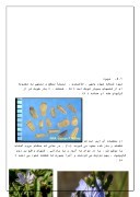 دانلود مقاله درمورد گیاه کاسنی صفحه 6 