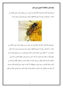 دانلود مقاله بکرزایی . تولید مثل و تشکیل کندوی عسل صفحه 4 