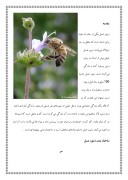 دانلود مقاله زنبور عسل صفحه 4 