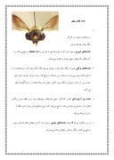 دانلود مقاله زنبور عسل صفحه 6 