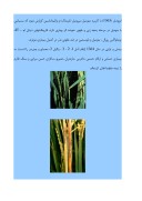 دانلود مقاله بیماری سوختگی غلاف برگ برنج Sheath blight صفحه 6 