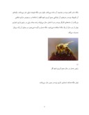 دانلود مقاله زنبور عسل صفحه 2 