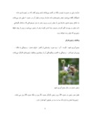 دانلود مقاله زنبور عسل صفحه 4 