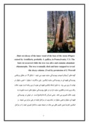 مقاله در مورد بیماری ریشه آرمیلاریا - پوسیدگی ریشه بند کفشی ) درختان ) صفحه 5 