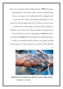مقاله در مورد بیماری ریشه آرمیلاریا - پوسیدگی ریشه بند کفشی ) درختان ) صفحه 8 