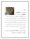مقاله در مورد گربه سانان صفحه 9 