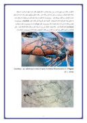 مقاله در مورد بیماری ریشه آرمیلاریا ؛ پوسیدگی ریشه بند کفشی صفحه 5 