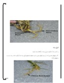 مقاله در مورد ریشه گیاه و ساختار آن صفحه 2 