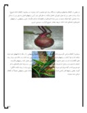 مقاله در مورد ریشه گیاه و ساختار آن صفحه 4 