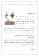 مقاله در مورد ریشه گیاه و ساختمان آن صفحه 5 