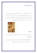 مقاله در مورد خصوصیات گیاه گندم صفحه 1 