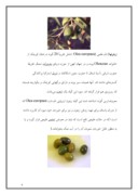 دانلود مقاله باغبانی و درختان میوه مختلف صفحه 4 
