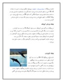 مقاله در مورد نهنگ ها صفحه 4 