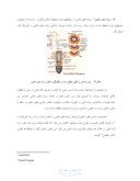 تحقیق در مورد نقش عناصر غذایی در مورفولوژی ریشه صفحه 5 