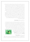 دانلود مقاله معرفی آفات و بیماری های مهم در خیار گلخانه ای صفحه 5 