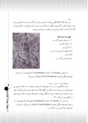 مقاله در مورد گیاهان گلدار انگلی و نیم‌انگلی صفحه 4 