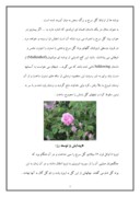 تحقیق در مورد گل سرخ - گل محمدی صفحه 7 