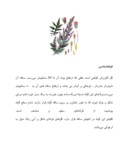 مقاله در مورد گل گاو زبان صفحه 2 