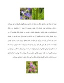 مقاله در مورد گل گاو زبان صفحه 3 