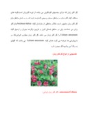 مقاله در مورد گل گاو زبان صفحه 4 