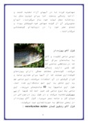 تحقیق در مورد پرورش ماهی قزل الا ‌ صفحه 6 