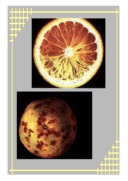 مقاله در مورد اختلالات فیزیولوژیک در میوه مرکبات صفحه 5 