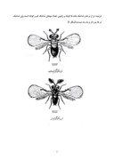 تحقیق در مورد زنبور تریکوگراما صفحه 4 