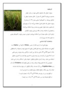 مقاله در مورد خصوصیات گیاه برنج صفحه 3 