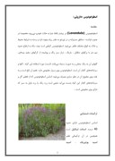 مقاله در مورد خواص گیاهان دارویی تربت جام صفحه 5 