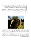 پرورش گاو و گاومیش صفحه 7 