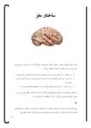 دانلود مقاله ساختار مغز صفحه 1 