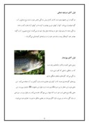 دانلود مقاله پرورش ماهی قزل آلا صفحه 8 