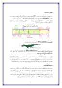 دانلود مقاله دایناسورهای گیاهخوار ، گوشتخوار و همه چیز خوار صفحه 7 
