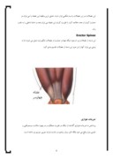 دانلود مقاله عضلات همشکل سر ثابت و متحرک و عملشان صفحه 8 